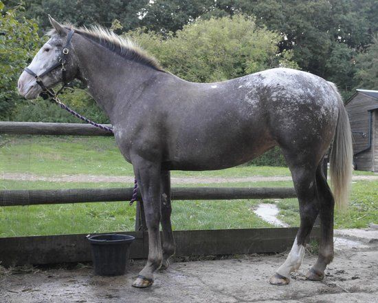 Allendale Equestrian Centre